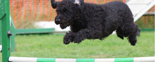 Dog Days Hannover 2017