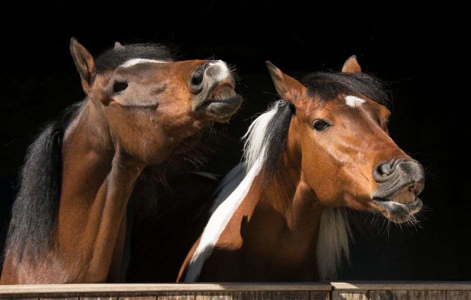 Pferd & Jagd 2019