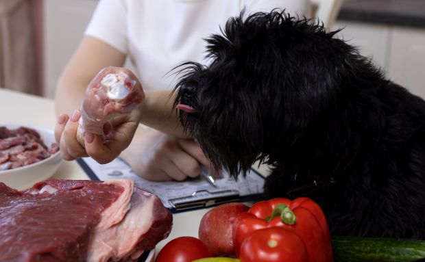 Tierernährungsberatung für Hunde