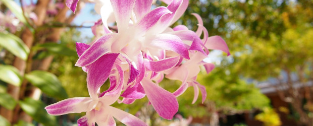 Orchidee im Hermann-Löns-Park in Hannover