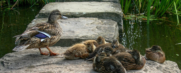 Enten im Park der Sinne Hannover
