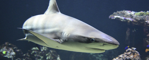 Hai im Sea Life Hannover